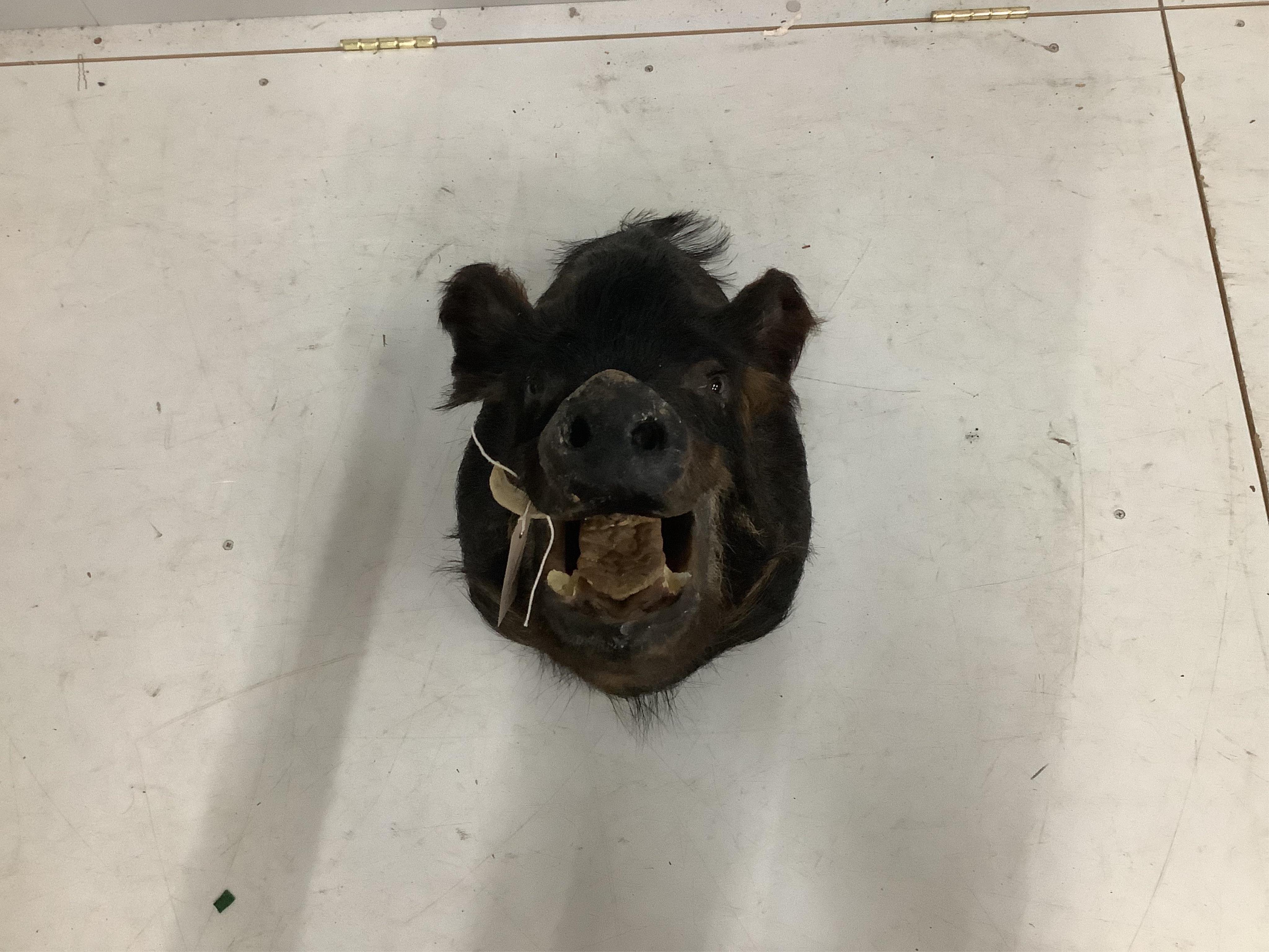 A taxidermy wall mounted boar's head, height 66cm. Condition - fair